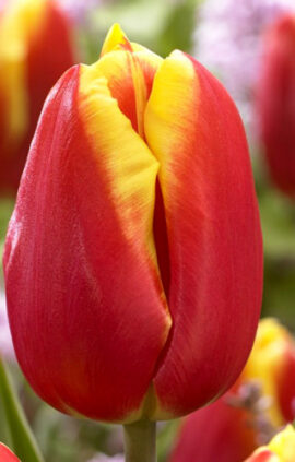 Тюльпан Доу Джонс 500 цибулин розмір 12+