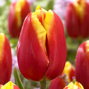 Тюльпан Доу Джонс 500 цибулин розмір 12+