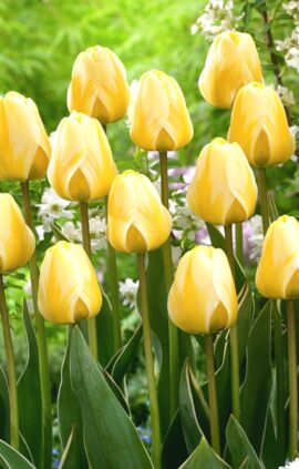 Тюльпан Кремовий коктейль 30 цибулин розмір 10/11