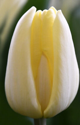 Тюльпан Фан фор ту 500 цибулин розмір 12+