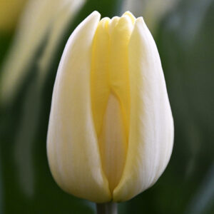 Тюльпан Фан фор ту 500 цибулин розмір 12+