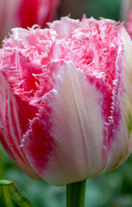 Тюльпан Раномі 500 цибулин розмір 12+