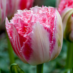 Тюльпан Раномі 500 цибулин розмір 12+