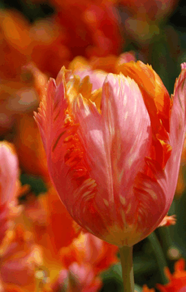 Тюльпан Оранж Фейворит 25 цибулин розмір 10/11