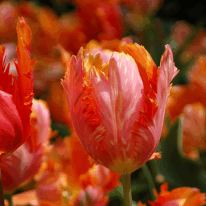 Тюльпан Оранж Фейворит 25 цибулин розмір 10/11