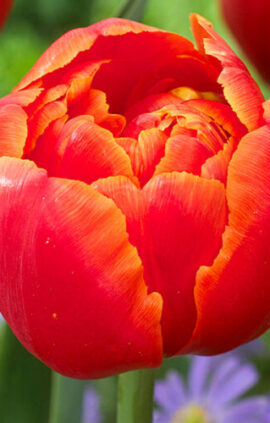 Тюльпан Айкуун 500 цибулин розмір 12+