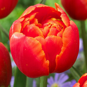 Тюльпан Айкуун 500 цибулин розмір 12+