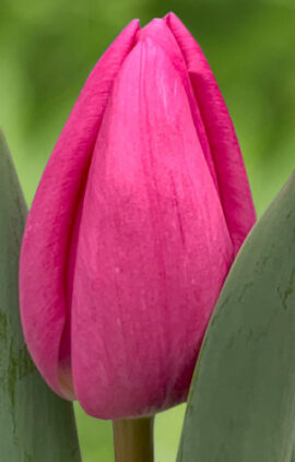 Тюльпан Лінкольн 500 цибулин розмір 12+