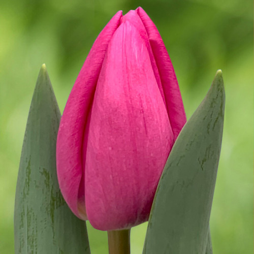 Тюльпан Лінкольн 500 цибулин розмір 12+