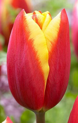 Тюльпан Тарзан 500 цибулин розмір 12+