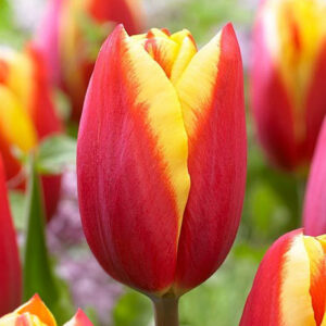 Тюльпан Тарзан 500 цибулин розмір 12+