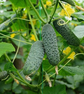 Огірок Подарунок осені пакет 30 насінин