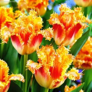 Тюльпан Боллрум 500 цибулин розмір 12+