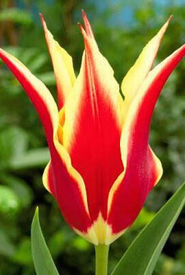 Тюльпан Сінаеда кінг 30 цибулин розмір 10/11