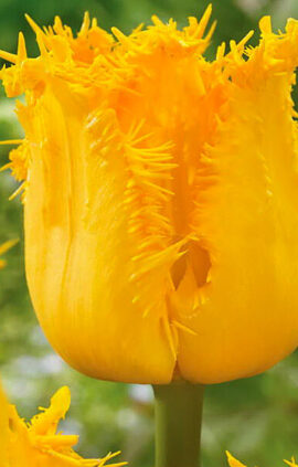 Тюльпан Інспайр 500 цибулин розмір 12+