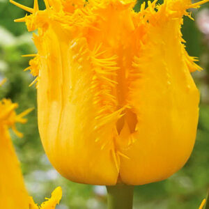 Тюльпан Інспайр 500 цибулин розмір 12+