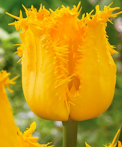 Тюльпан Інспайр 500 цибулин розмір 12+