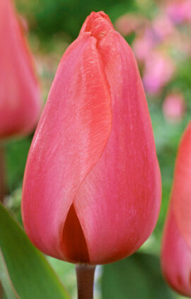 Тюльпан Барре Альта 500 цибулин розмір 12+