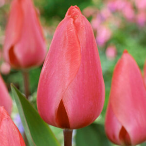 Тюльпан Барре Альта 500 цибулин розмір 12+