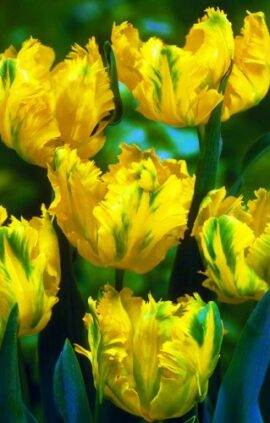 Тюльпан Техас Голд 30 цибулин розмір 10/11