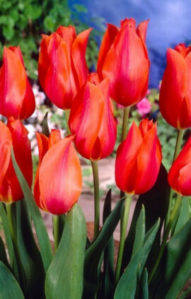 Тюльпан Темпл оф Бьюті 30 цибулин розмір 10/11