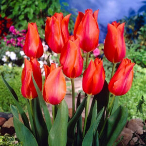 Тюльпан Темпл оф Бьюті 30 цибулин розмір 10/11