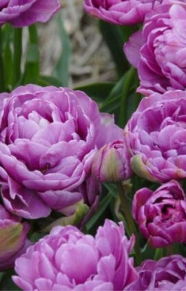 Тюльпан Лілак Перфекшн 30 цибулин розмір 10/11