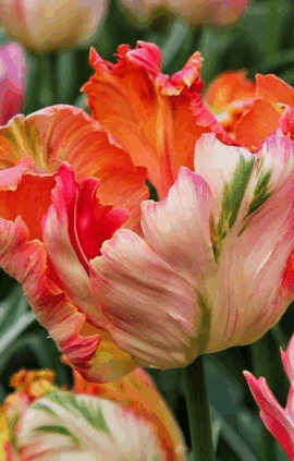 Тюльпан Апрікот Перрот 500 цибулин розмір 12+