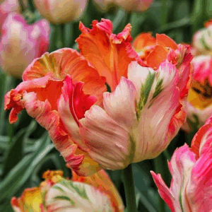 Тюльпан Апрікот Перрот 500 цибулин розмір 12+