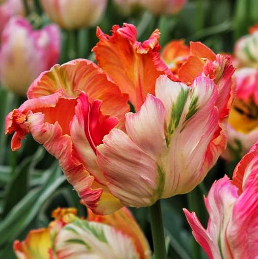 Тюльпан Апрікот Перрот 500 цибулин розмір 12+