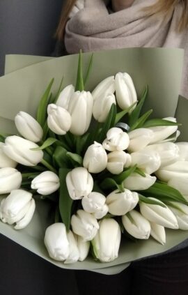 Тюльпан Холланд Сноу 500 цибулин розмір 12+