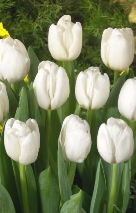 Тюльпан Дарвісноу 25 цибулин розмір 10/11