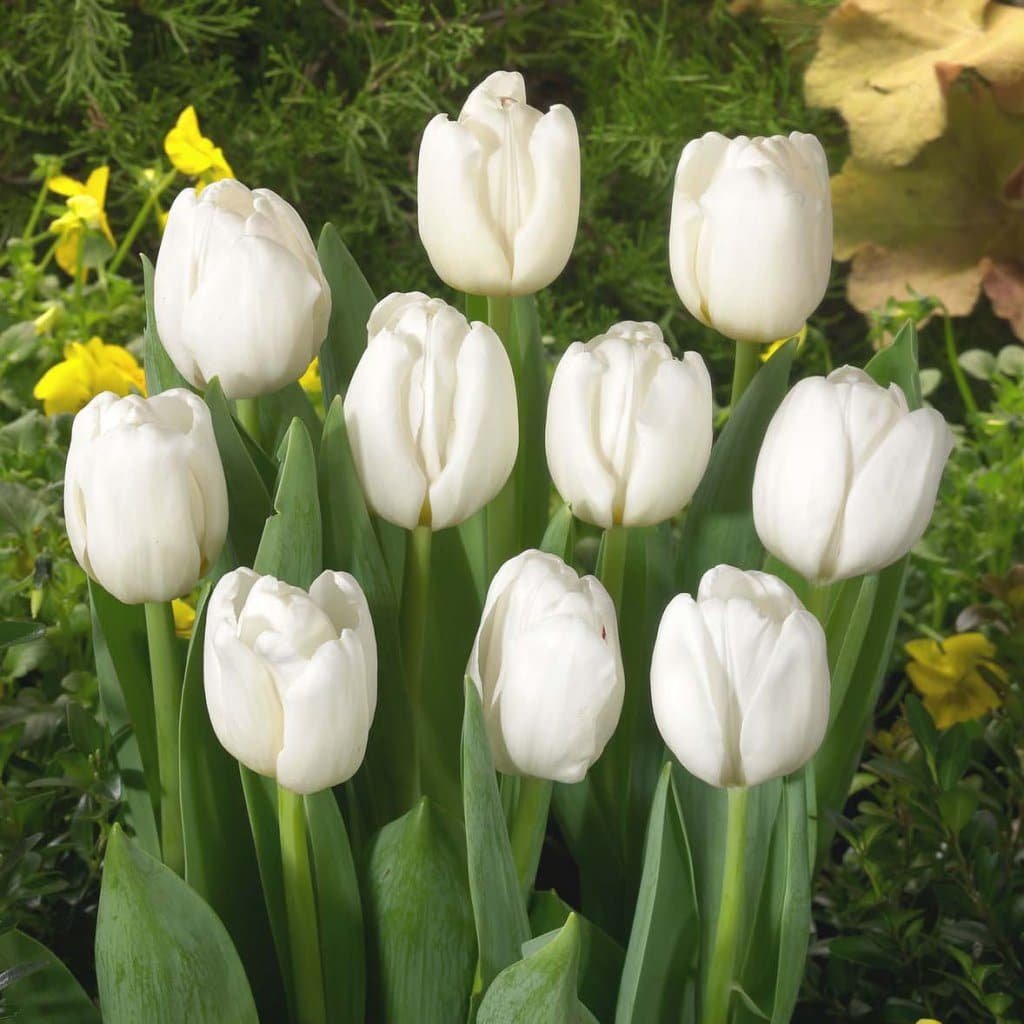 Тюльпан Дарвісноу 25 цибулин розмір 10/11