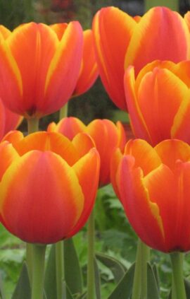 Тюльпан Уорлдс Фейворит 25 цибулин розмір 10/11