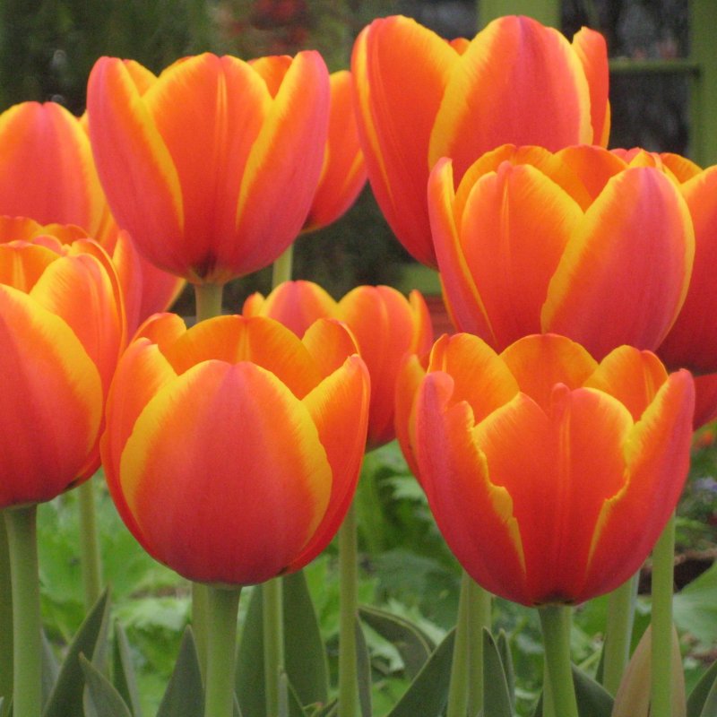 Тюльпан Уорлдс Фейворит 25 цибулин розмір 10/11