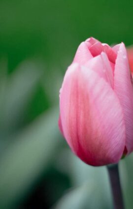 Тюльпан Фьост Розі 500 цибулин розмір 12+