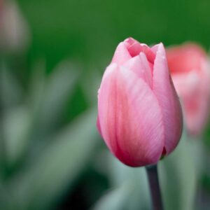 Тюльпан Фьост Розі 500 цибулин розмір 12+