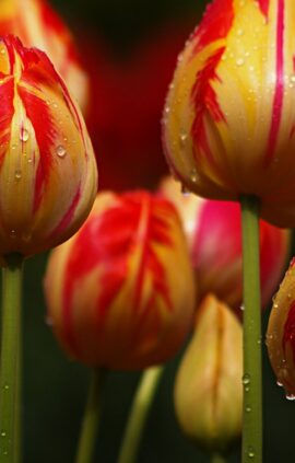 Тюльпан Каїр 500 цибулин розмір 12+