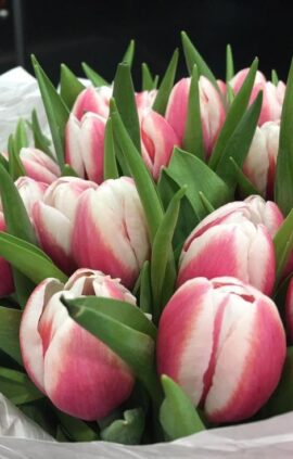 Тюльпан Євгенія 500 цибулин розмір 12+