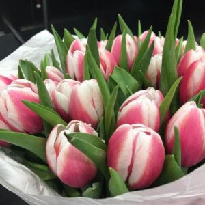 Тюльпан Євгенія 500 цибулин розмір 12+