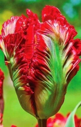 Тюльпан Бастон Перрот 500 цибулин розмір 12+