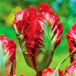 Тюльпан Бастон Перрот 500 цибулин розмір 12+