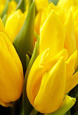 Тюльпан Дакар 500 цибулин розмір 12+