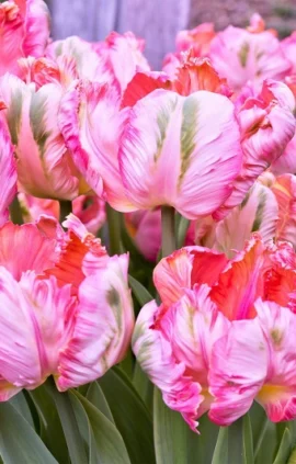 Тюльпан Елсенбург 500 цибулин розмір 12+