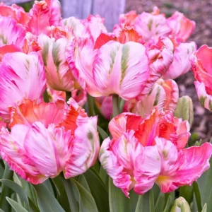 Тюльпан Елсенбург 500 цибулин розмір 12+