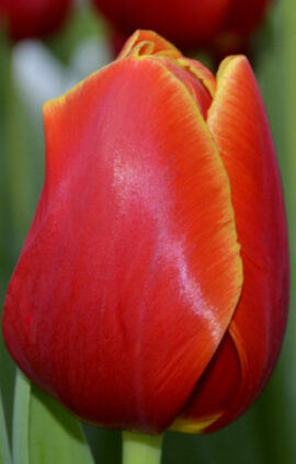 Тюльпан Хантер 500 цибулин розмір 12+