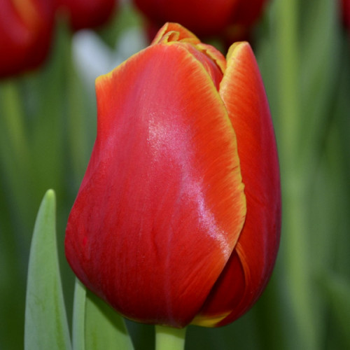 Тюльпан Хантер 500 цибулин розмір 12+