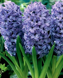 Гиацинт Делфт Блю 150 луковиц размер 19+