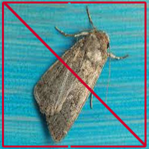 Хімічні засоби від молі та мух