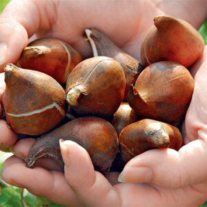 Цибулини в роздріб